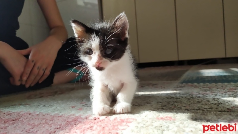Tekir Kedi, Kedi  Mia fotoğrafı