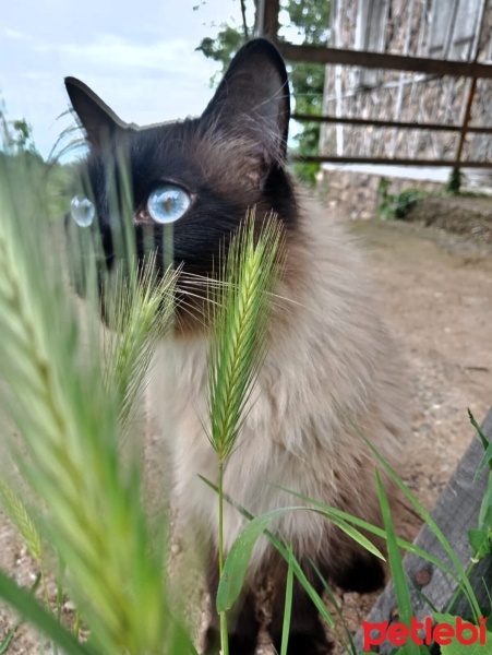Siyam Kedisi, Kedi  Bihter fotoğrafı