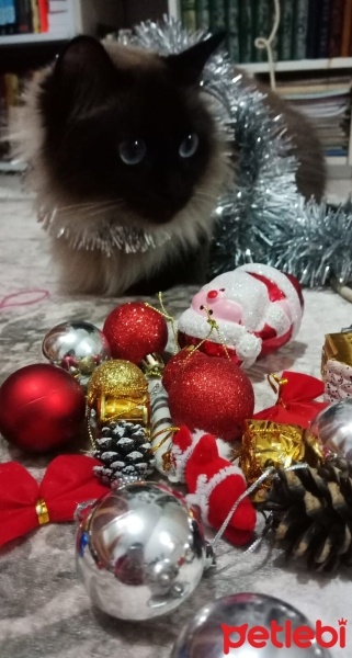 Siyam Kedisi, Kedi  Bihter fotoğrafı