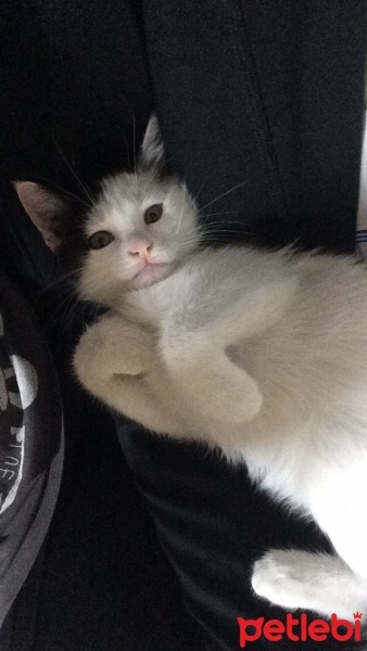 Tekir Kedi, Kedi  Lux fotoğrafı