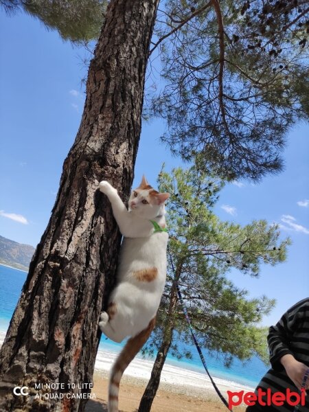 Sarman, Kedi  Ponçik fotoğrafı