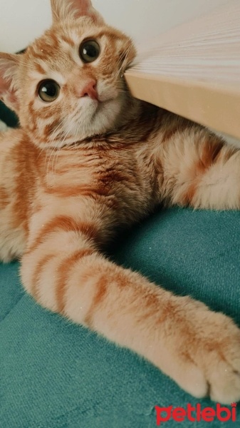 Sarman, Kedi  Şanslı fotoğrafı