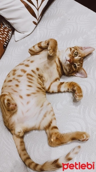 Sarman, Kedi  Şanslı fotoğrafı