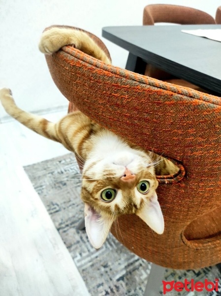 Sarman, Kedi  Şanslı fotoğrafı