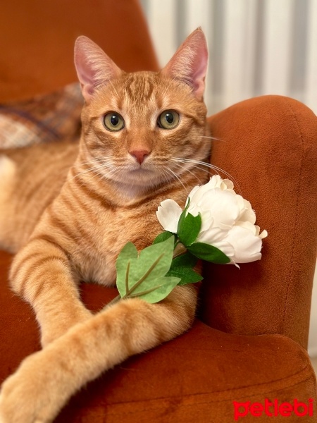 Sarman, Kedi  Şanslı fotoğrafı