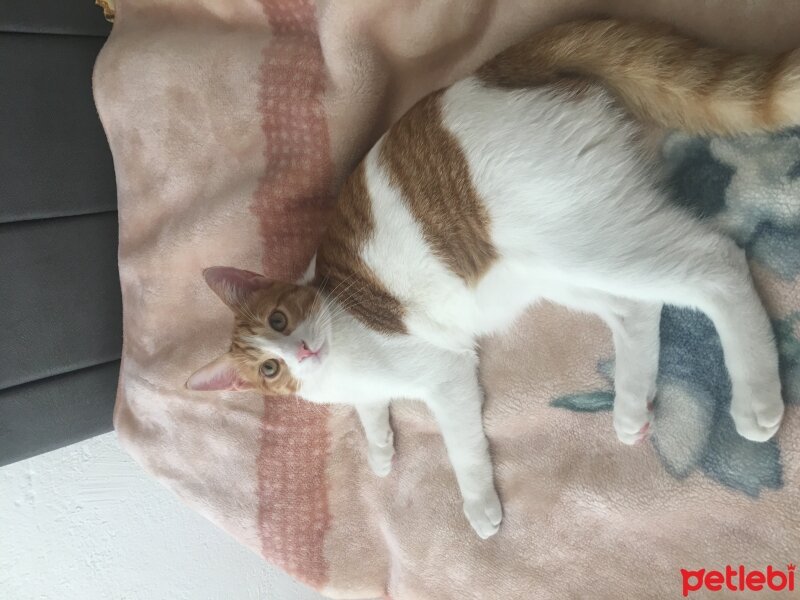 Sarman, Kedi  Mercan fotoğrafı