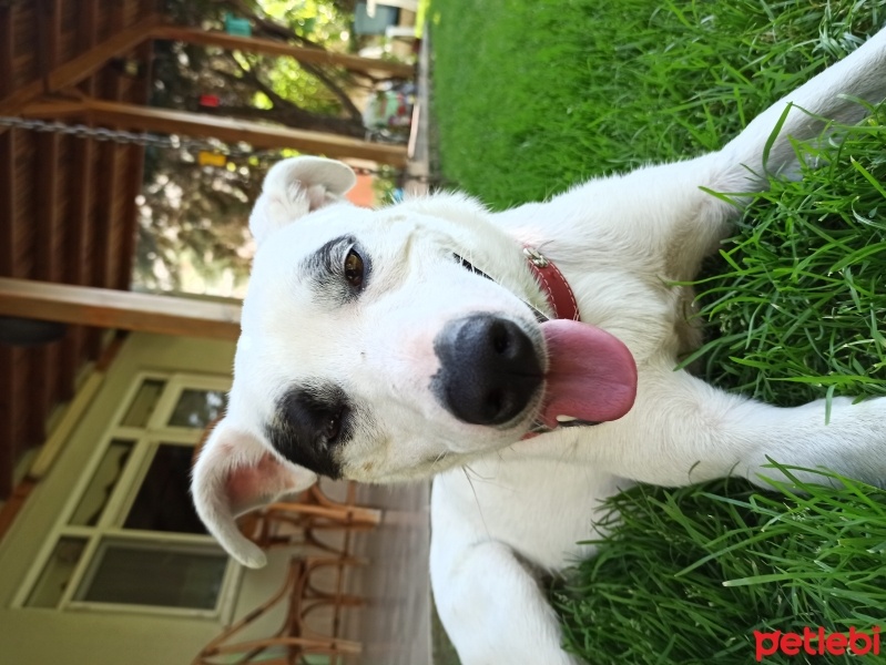 Jack Russell Terrier, Köpek  Lucky oğlumuz acil yuva arıyor fotoğrafı