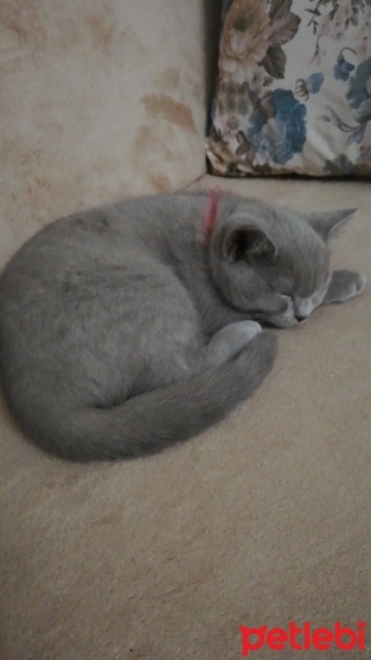 British Shorthair, Kedi  Linda fotoğrafı