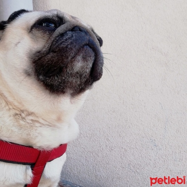 Pug, Köpek  Çaki fotoğrafı
