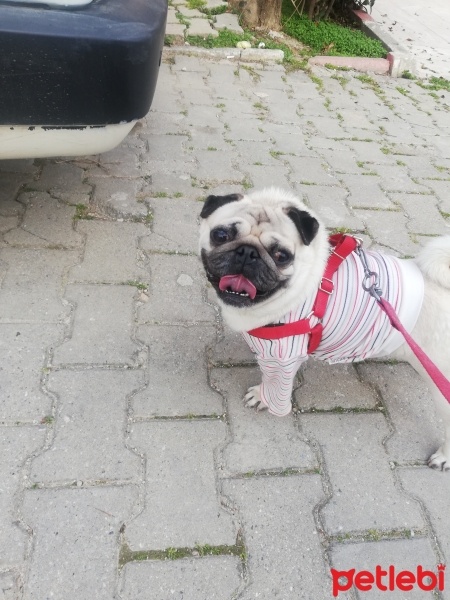 Pug, Köpek  Çaki fotoğrafı