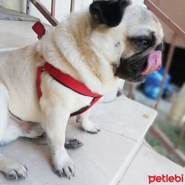 Pug, Köpek  Çaki fotoğrafı