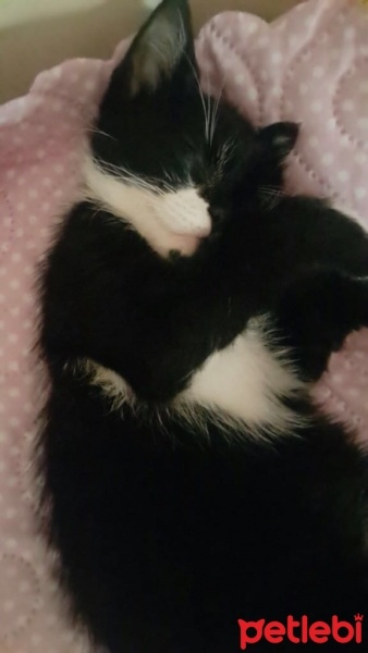 Tekir Kedi, Kedi  Oreo fotoğrafı