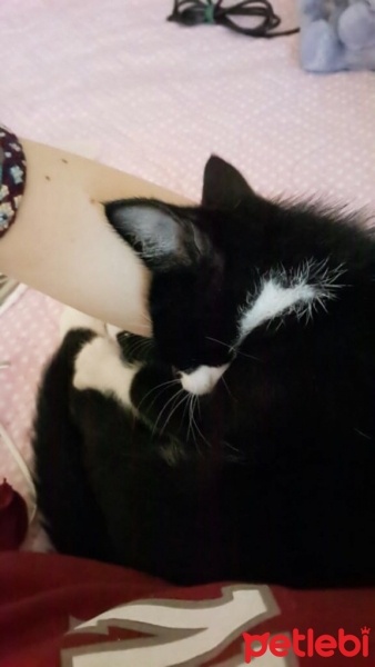 Tekir Kedi, Kedi  Oreo fotoğrafı