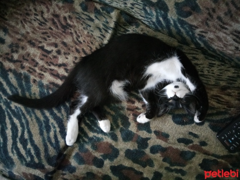 Tekir Kedi, Kedi  Oreo fotoğrafı