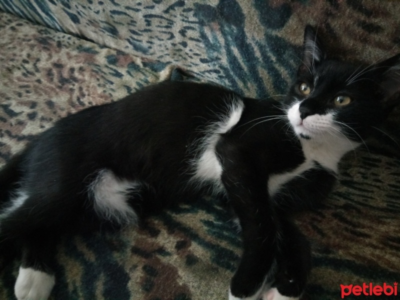 Tekir Kedi, Kedi  Oreo fotoğrafı