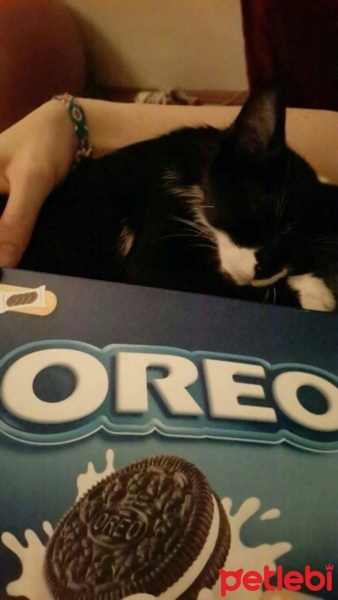 Tekir Kedi, Kedi  Oreo fotoğrafı