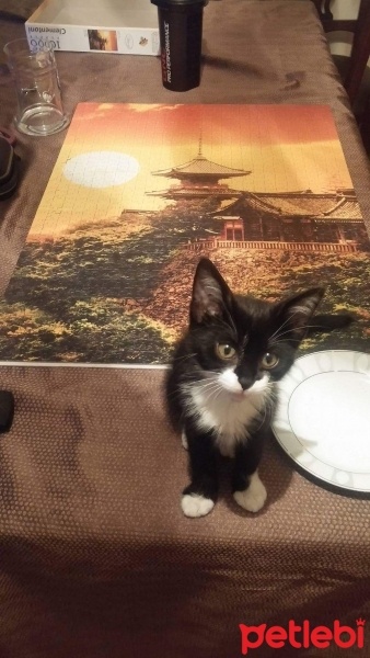 Tekir Kedi, Kedi  Oreo fotoğrafı