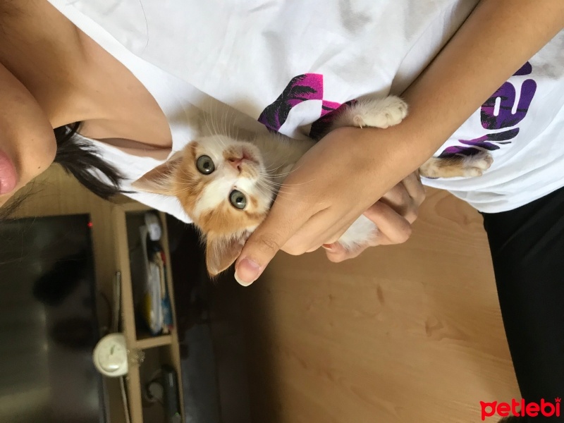 Soke, Kedi  Balım fotoğrafı