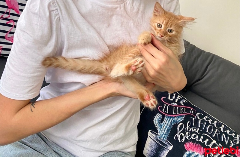 Sarman, Kedi  Mia fotoğrafı