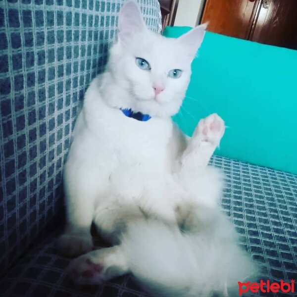 Ankara Kedisi, Kedi  Maviş fotoğrafı