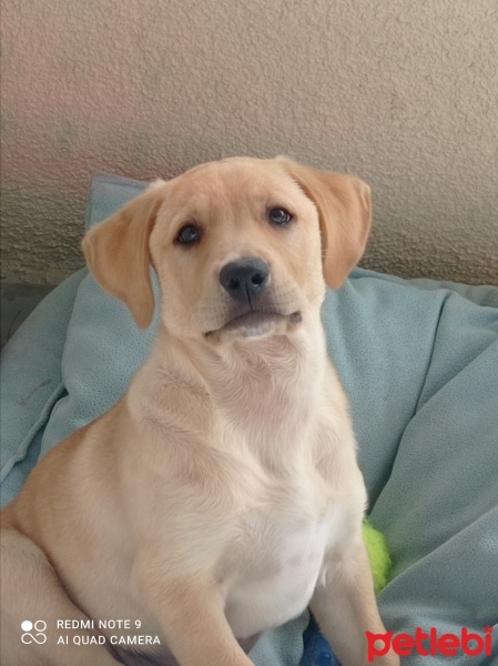 Labrador Retriever, Köpek  Leo fotoğrafı