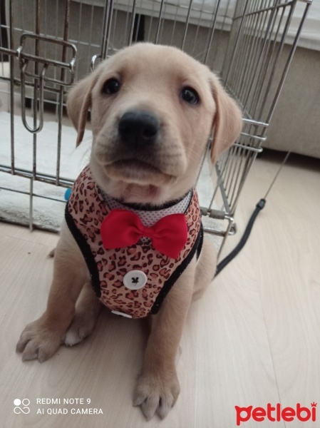 Labrador Retriever, Köpek  Leo fotoğrafı