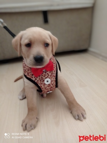 Labrador Retriever, Köpek  Leo fotoğrafı