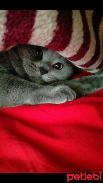 British Shorthair, Kedi  Duman fotoğrafı