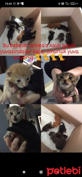 Tekir Kedi, Kedi  Portakal, çoraplı, karabiber, duman, tarçın, gece, fotoğrafı