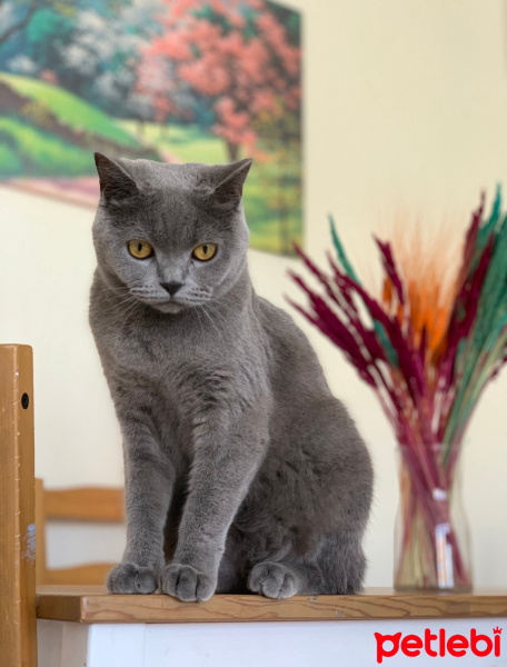 British Shorthair, Kedi  Minnoş fotoğrafı