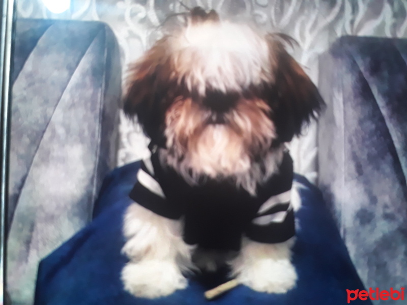 Shih Tzu, Köpek  Bella fotoğrafı