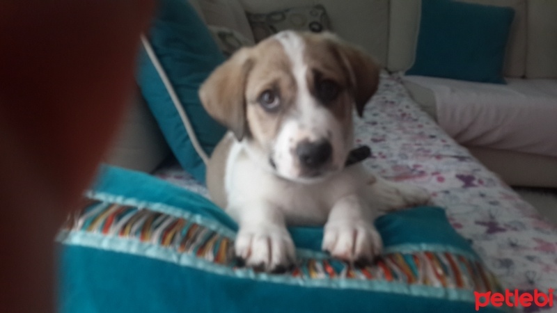 Alabay (Alabai), Köpek  Dost fotoğrafı