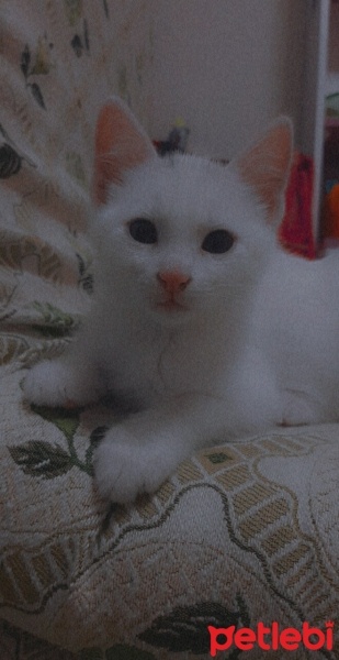 Ankara Kedisi, Kedi  Mia fotoğrafı