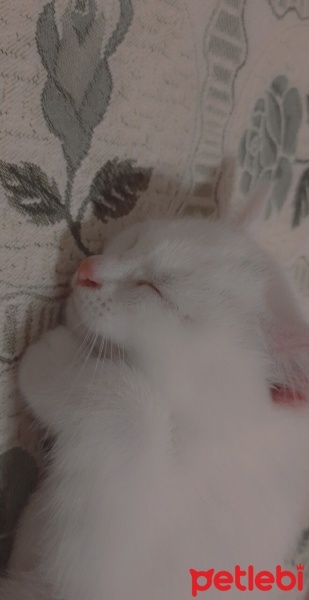 Ankara Kedisi, Kedi  Mia fotoğrafı