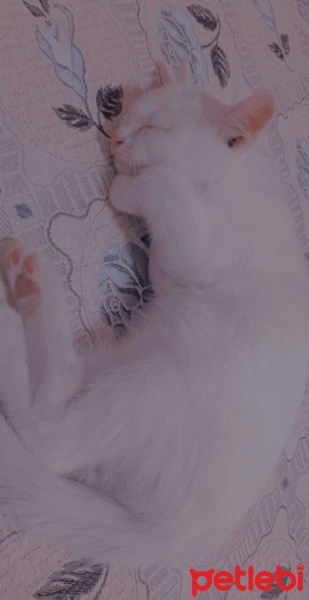 Ankara Kedisi, Kedi  Mia fotoğrafı