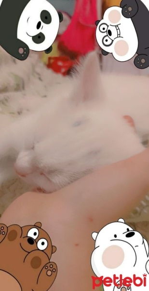 Ankara Kedisi, Kedi  Mia fotoğrafı