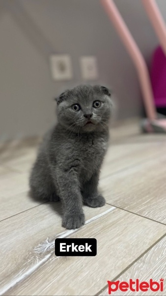 Scottish Fold, Kedi  Minnoslar fotoğrafı