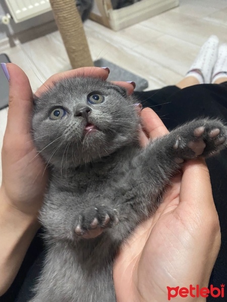 Scottish Fold, Kedi  Minnoslar fotoğrafı