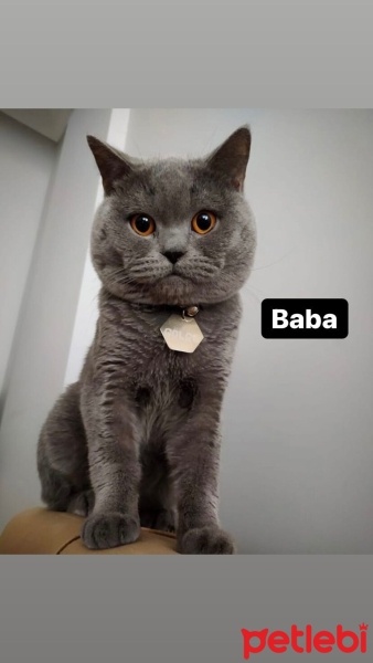 Scottish Fold, Kedi  Minnoslar fotoğrafı