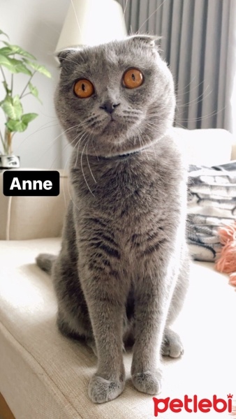 Scottish Fold, Kedi  Minnoslar fotoğrafı