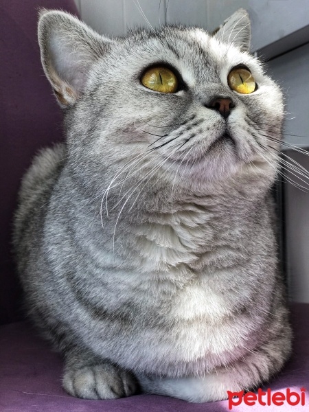 British Shorthair, Kedi  Mia fotoğrafı