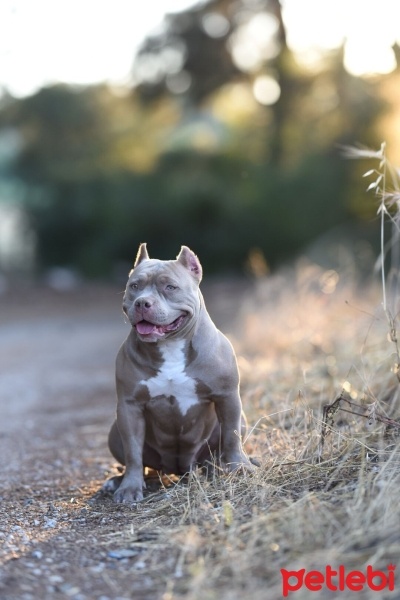 Amerikan Pitbull Terrier, Köpek  Despina fotoğrafı