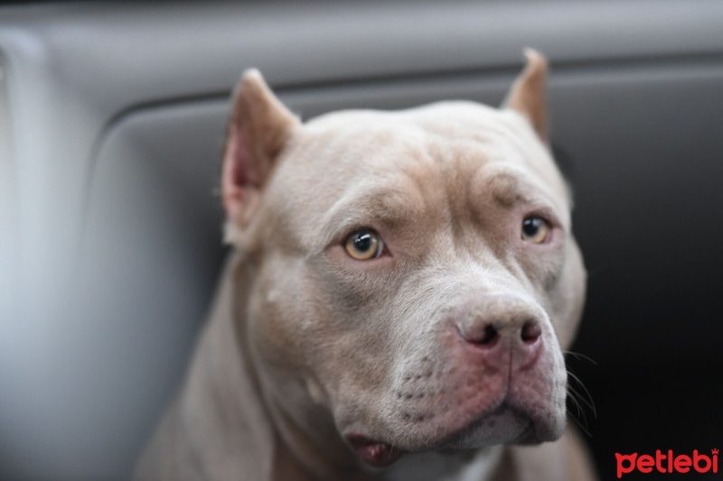 Amerikan Pitbull Terrier, Köpek  Despina fotoğrafı