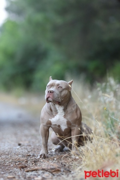 Amerikan Pitbull Terrier, Köpek  Despina fotoğrafı