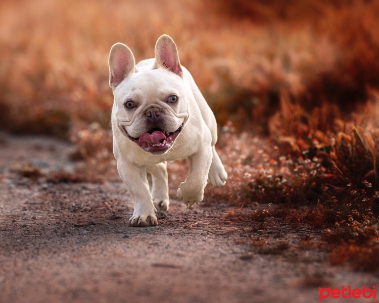 Fransız Bulldog, Köpek  Raiden fotoğrafı