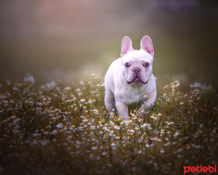 Fransız Bulldog, Köpek  Raiden fotoğrafı