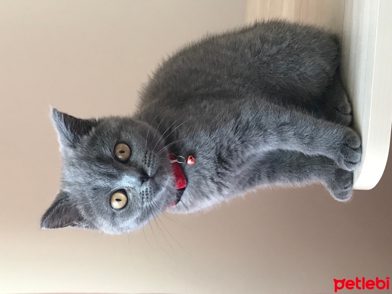 British Shorthair, Kedi  Badem fotoğrafı