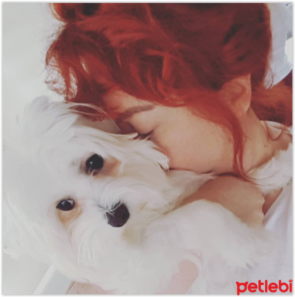 Maltese, Köpek  Pamuk fotoğrafı