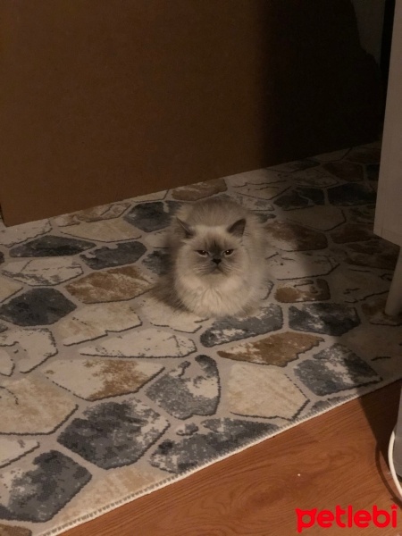 Himalayan, Kedi  Balım fotoğrafı