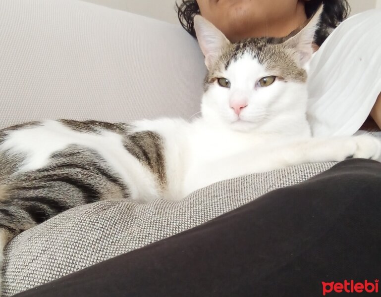 Tekir Kedi, Kedi  Panky fotoğrafı